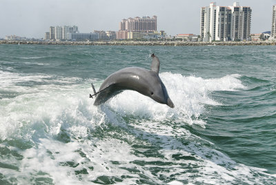 Dolphin taken from the Sea Screamer Speedboat