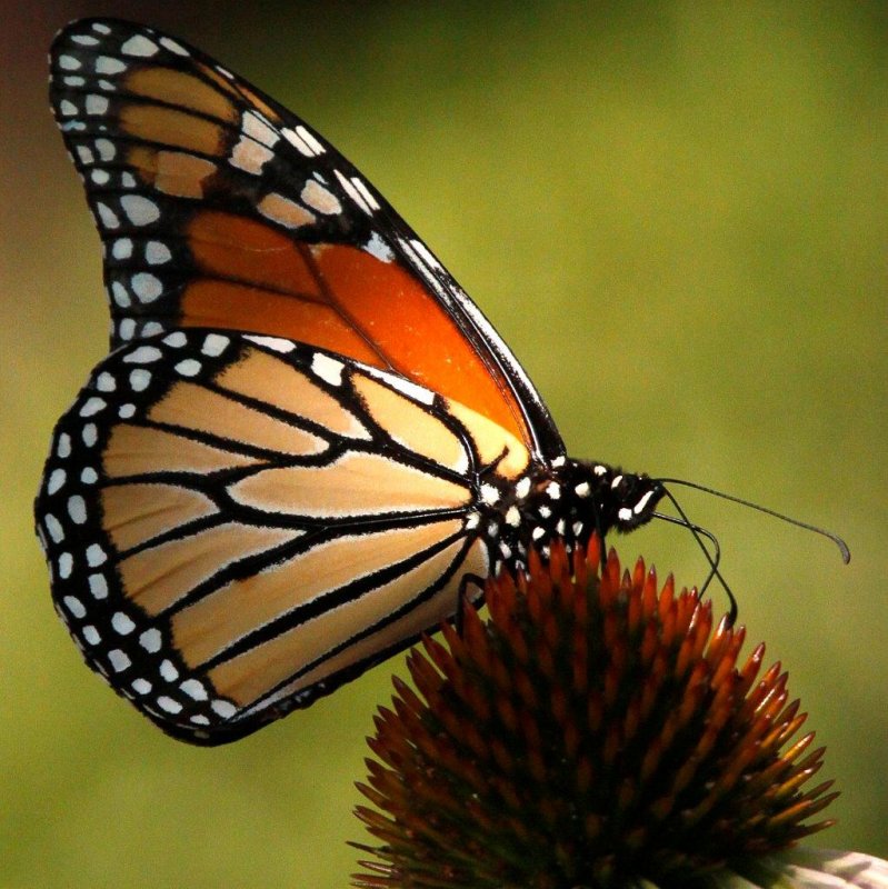 monarch