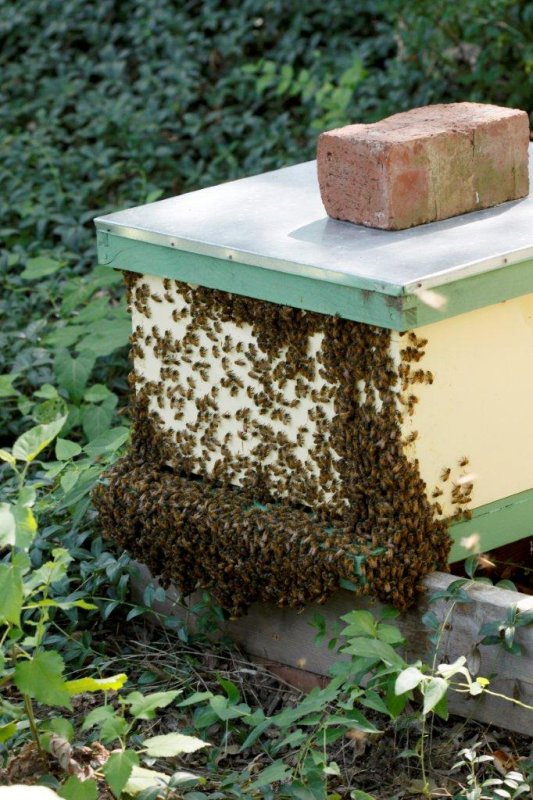 bee beard.jpg