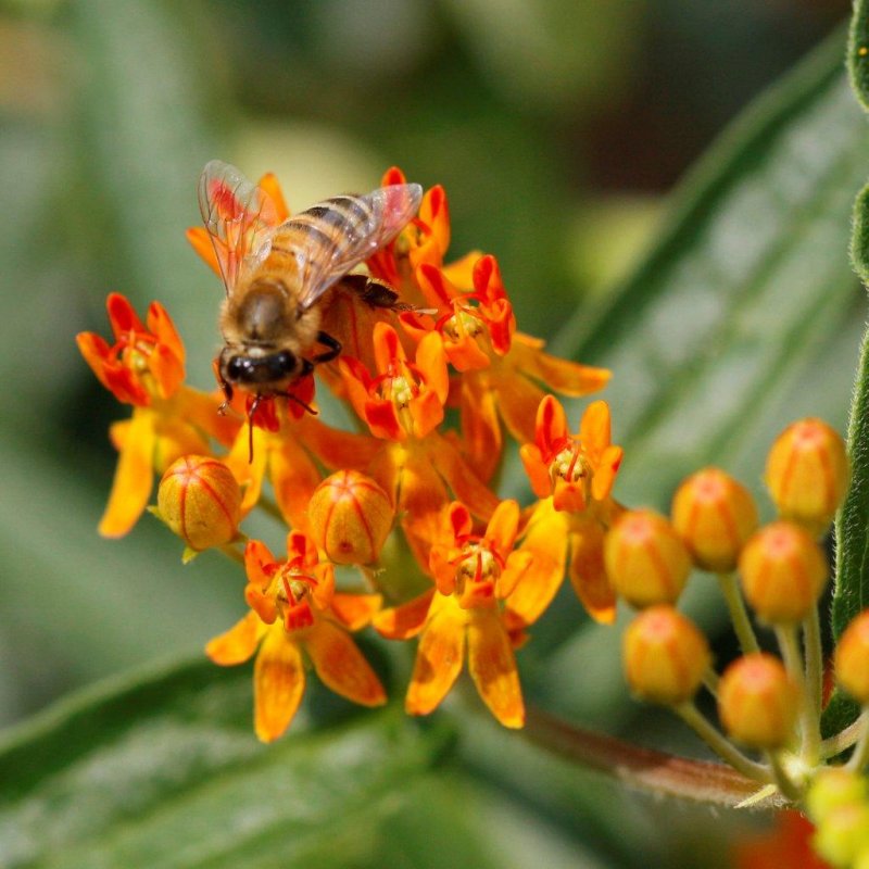 bee on weed.jpg