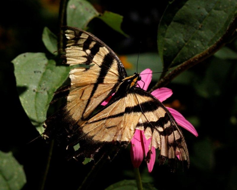 battered butterfly.jpg