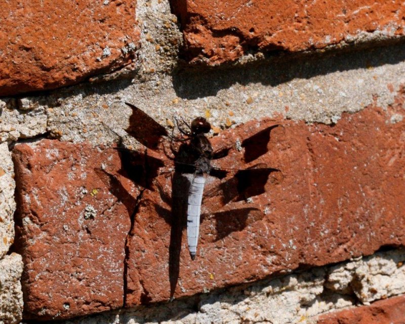 dragon fly.jpg
