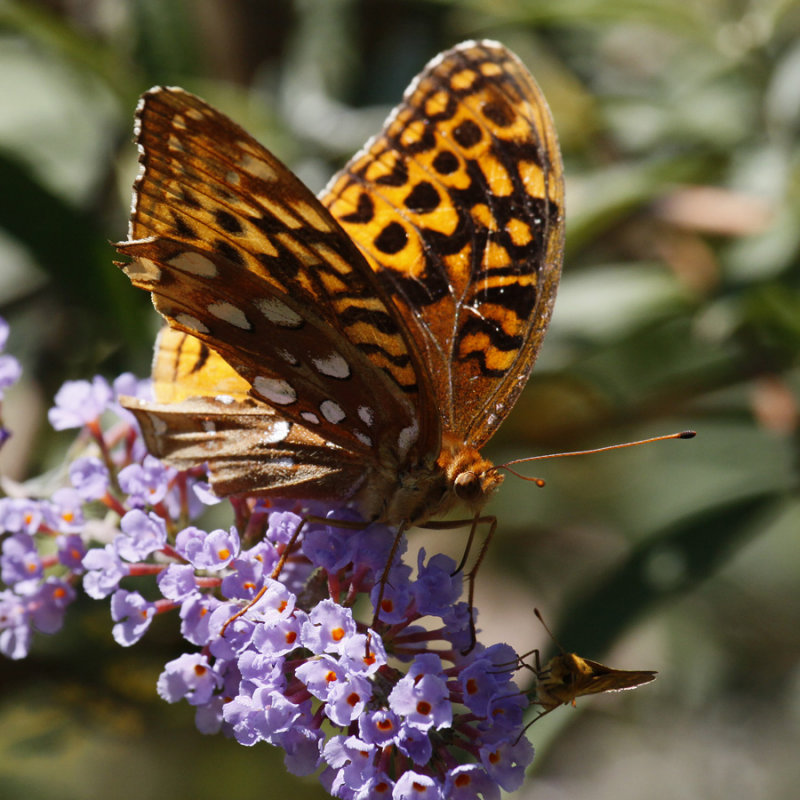 great spangled fritillary.jpg