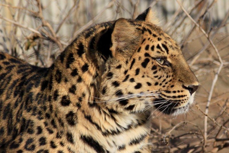 lepard 4.jpg