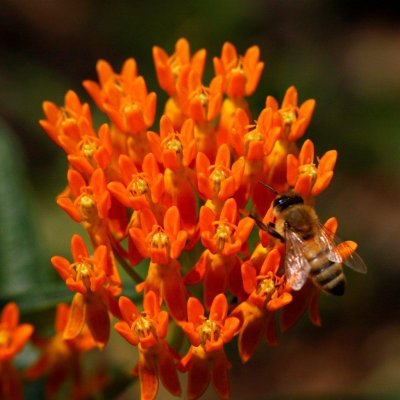 honey bee on butterfly weed.jpg