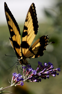 1-Eastern Tiger Swallowtail.jpg