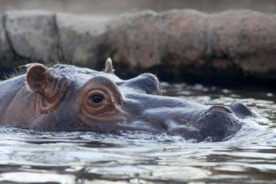 hippo head.jpg