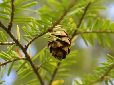 Tiny cone