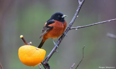 Orchard Oriole - male