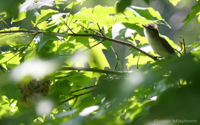 Red-eyed Vireo and Nest