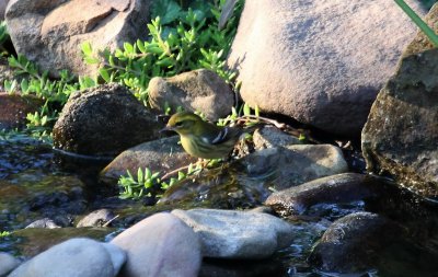 Black-throated Green Warbler?