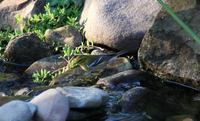 Black-throated Green Warbler?