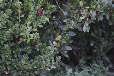 27 Black-throated Green Warbler?