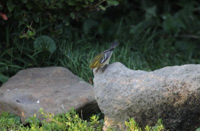 Black-throated Green Warbler?