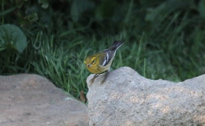 Black-throated Green Warbler?