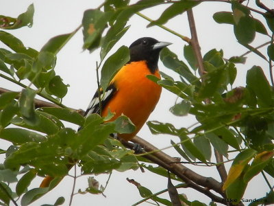 A male Baltimore Oriole arrives late in the day
