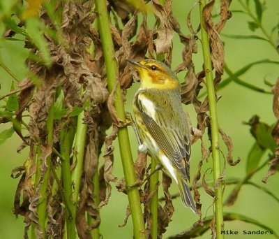 Another male Cape May Warbler arrives