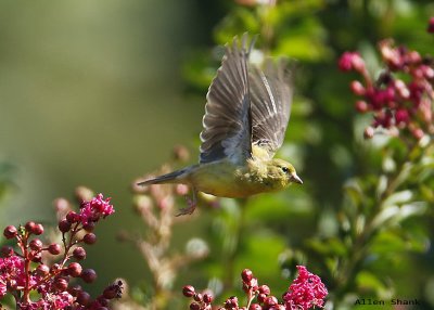 A Goldfinch caught in flight