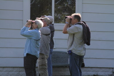 Maybe it's a Cape May Warbler