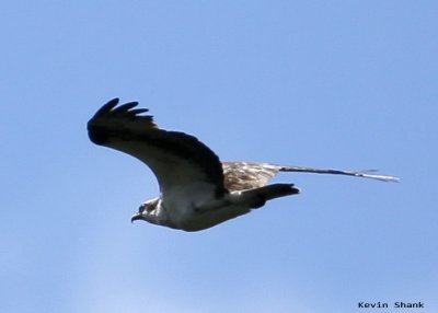 An Osprey flies by