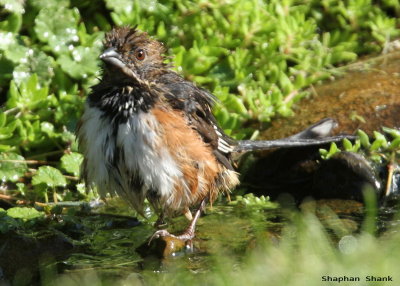 Same Towhee, different photographer