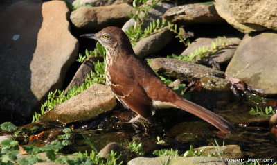 Brown Thrasher
