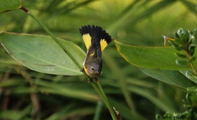 American Redstart