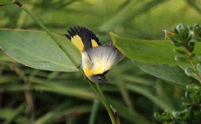American Redstart