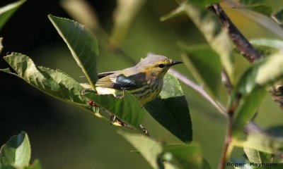 Cape May Warbler