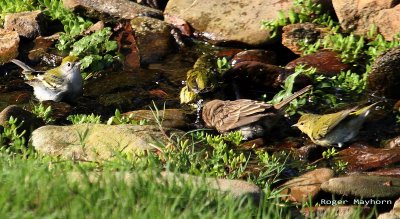 Chestnut-sided Warbler, Tennessee Warblers and House Finch