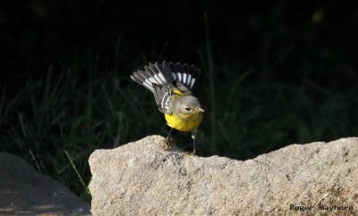 Magnolia Warbler