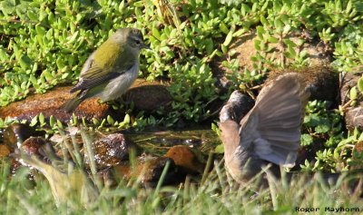 Tennessee Warbler and Indigo Bunting