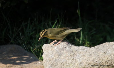 Worm-eating Warbler