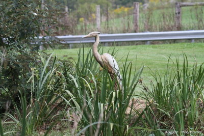 Birding With Jerry and Jane