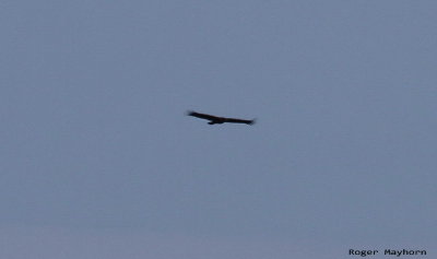 Golden Eagle in the Distance