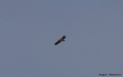 Golden Eagle Riding the Wind