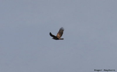 Golden Eagle Heading Away