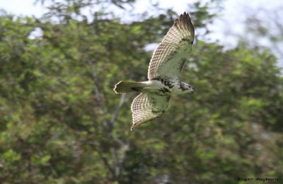 Juvenile Red-tailed Hawk Zipping By