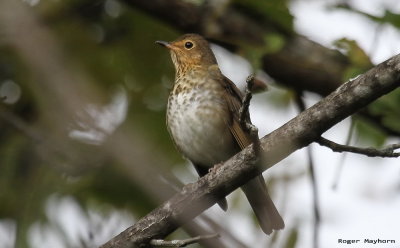 Swainson's Thrush