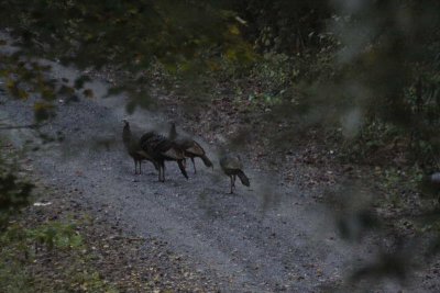 Wild Turkeys