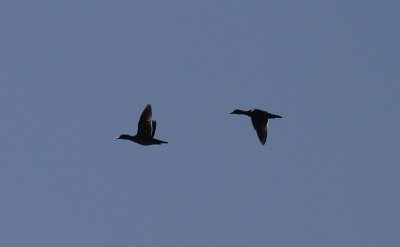 A flyby of Wood Ducks