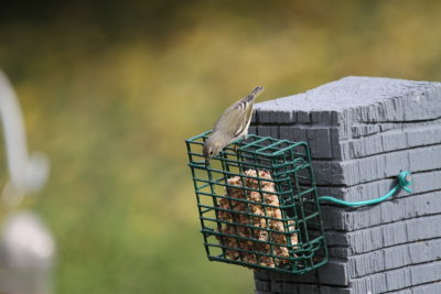  Cape May Warbler - Compton Mt