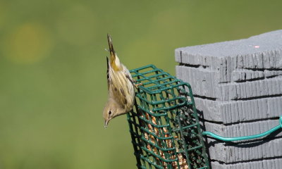 Cape May Warblers and Suet