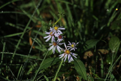 Mountain Asters