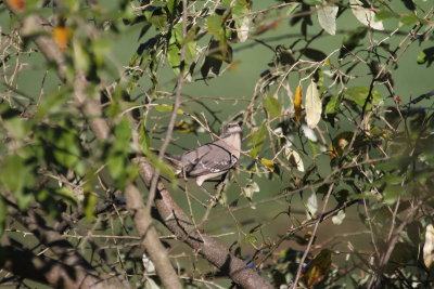 A Northern Mockingbird