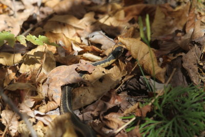 A Garter Snake near the trail