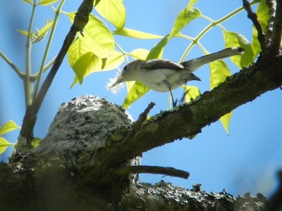 A Blue-gray Gnatcatcher building a nest