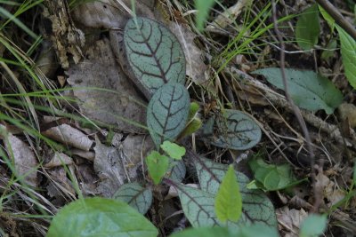 Rattlesnake Plantain?