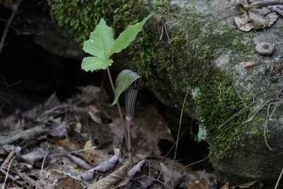 A Jack-in-the-pulpit plant