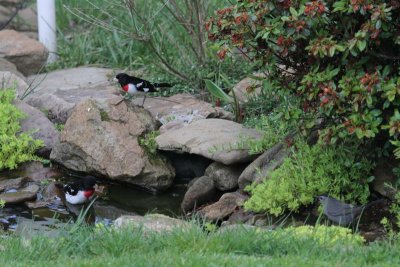 Male Rose-breasted Grosbeaks  and Gray Catbird
